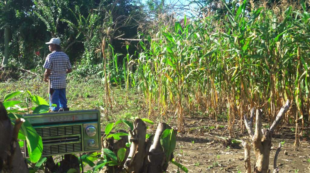 Petani membawa radio manual di kebun dan sawah untuk bisa mendengarkan siaran radio Mosintuwu yang bisa diakses di frekuensi 107.7 FM. Paska pandemi Covid-19 Radio Mosintuwu menjadi radio darurat siaga Covid-19. Foto : Dok.Mosintuwu/Ray