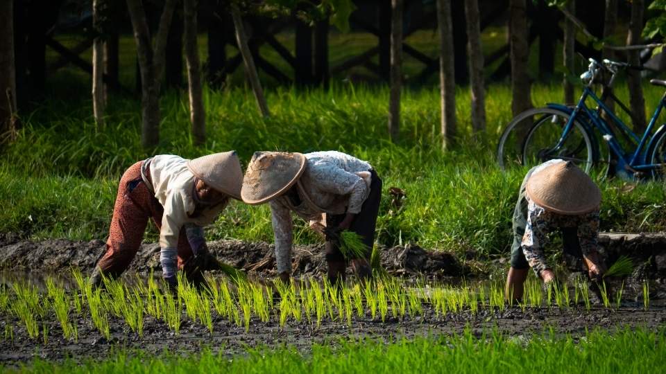 Anak Muda Tinggalkan Desa, dari Petani Jadi Buruh - mosintuwu.com