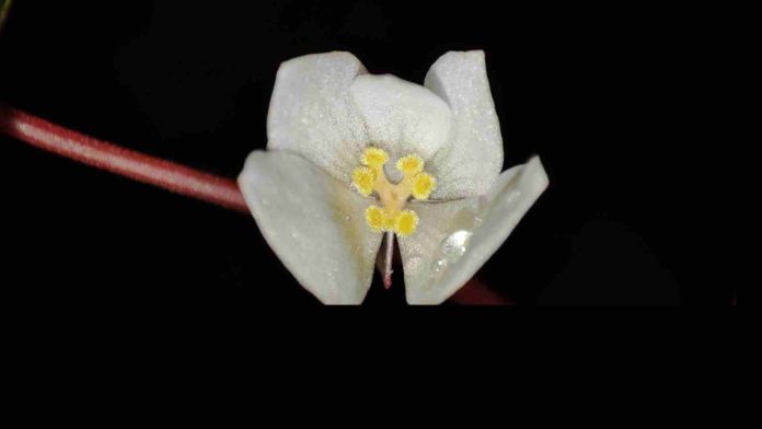 Begonia