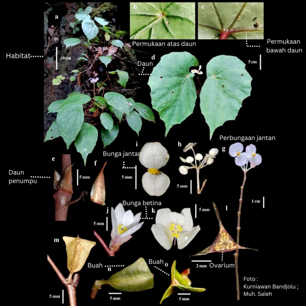 Begonia ranoposoensis , spesies baru Endemik Danau Poso. Foto : Kurniawan Bandjolu