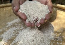 Beras Kamba : Sejarah Pangan Poso yang Tersisa di Lembah Bada